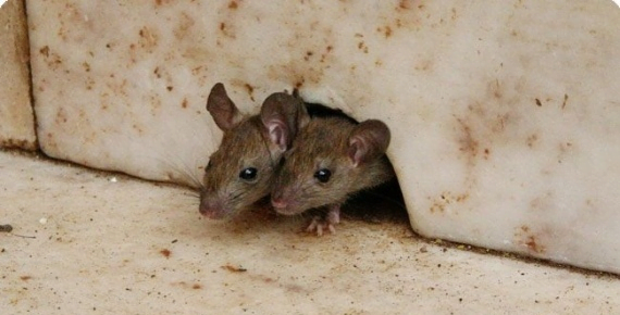 رش الفئران